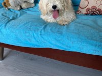 Acil Ömürlük Yuva Ücretsiz Sahiplendirme köpeğimiz