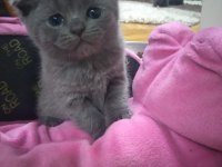 scottish fold ve british yavrularımız teslime hazır