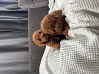 MİNİ BOY TOY POODLE BEBEKLERİM