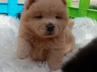 Teddy Bear Face Chow Chow Puppies