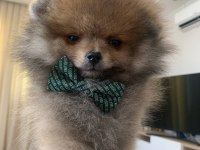 Çok güzel mini erkek ayı surat pomeranian