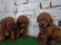 Toy poodle yavrularımız