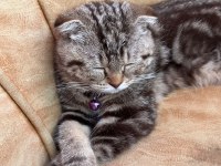 Henüz 70 günlük scottish fold tuvalet eğitimi var