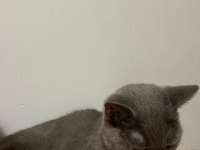 British shorthair kedimize güzel bir aile istiyoruz