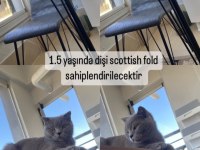 1,5 yaşında dişi scottish fold