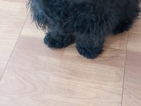 Köpeğimiz Badiye aile arıyorum