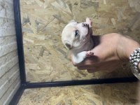 Elma Kafa Küt Burun Chihuahua