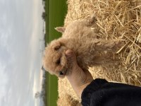 Micro Orjinal Kore Toy Poodle