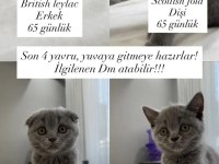 Scottish Fold yavru kedimiz