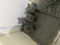 British Shorthair Yavrularımızı Sahiplendirme