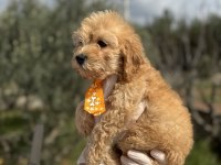 Güzeller güzel toy poodle kızımız
