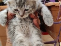 scottish fold yavrularım