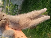 7 nisan doğumlu 2 erkek british shorthair