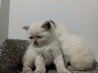 Bluepoint Dişi british shorthair yavruları