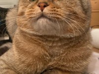 Scottish Fold Erkek