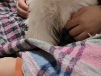 4 AYLIK AŞILARI TAMAM ÇİPLİ SHİH TZU