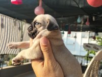 SIFIR BURUN GÜL KUYRUKLU PUG MOPS YAVRULAR