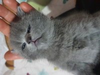Safkan scottish fold