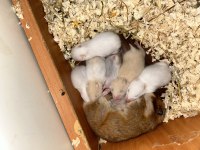 Birbirinden güzel hamster bebekler