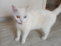 Pamuk prenses kedimiz