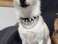 Ücretsiz sahiplendirme chihuahua