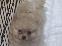 Pomeranian yavrularımız