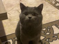 British Shorthair Erkek