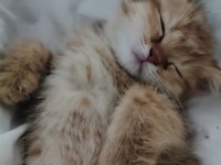 Yavru British Shorthair Kedimiz