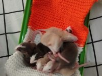 Dumbo Rat Husky ve Karamel Bebekler ACİL