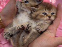 British Longhair Bebekler