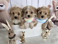 A KALİTE MALTİPOO YAVRULARIMIZ