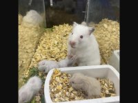 You Ask For A Hamster Well Bring İt To Antalya