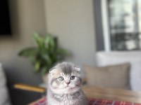 SCOTTISH FOLD AYI SURAT YAVRULARIM 