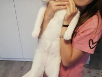 TERK EDİLMİŞ BEMBEYAZ KEDİMİZ YUVA ARIYOR