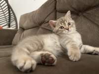 British shorthair
