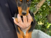 Doberman Yavrularımız