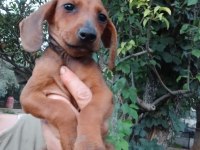 Kızıl Dachshund Yavrum