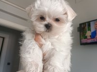 Oyuncu teacup kore maltese