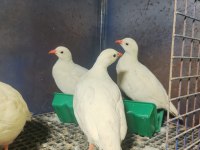 Yetişkin ve palaz kekliklerimiz yuvasını arıyor
