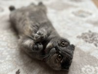 Sahiplendirilecek kedimiz sadece malzemeleri ücretlidir