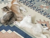 OYUN BAĞIMLISI SCOTTİSHLER