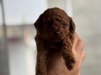 KORE POODLE YAVRULAR