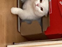 British shorthair cinsi kedimi sahiplendiriyorum