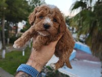 Poodle yavru köpekler