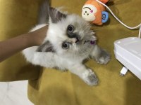 4 aylık dişi Himalayan exotic yavrumuz