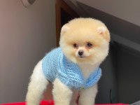 Teddy yavrum yeni yuvasını arıyor pomeranian boo