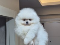 AYICIK YÜZ ORİJİNAL IRK POMERANİAN BOO
