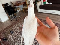 2 aylık albino sultan papağanı