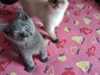British shorthair yavrularımız