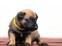 Belçika Kurdu Malinois Köpeğimiz